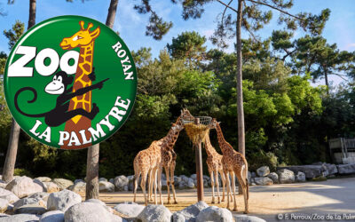 ZOO de LA PALMYRE, un lieu préservé pour s’émerveiller