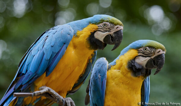 zoo de la palmyre 2024 billetterie apace loisirs