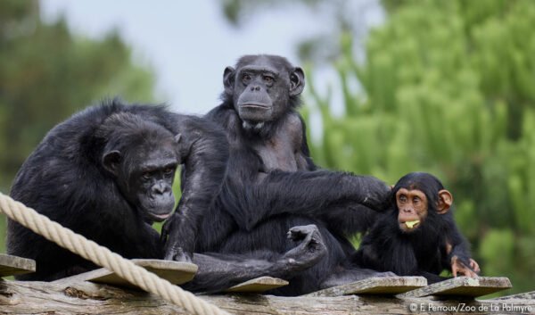 zoo de la palmyre 2024 billetterie apace loisirs