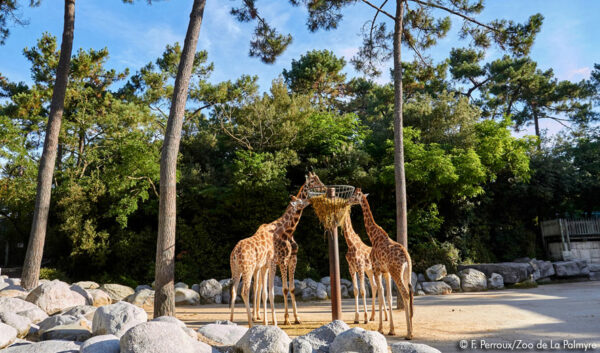 zoo de la palmyre 2024 billetterie apace loisirs