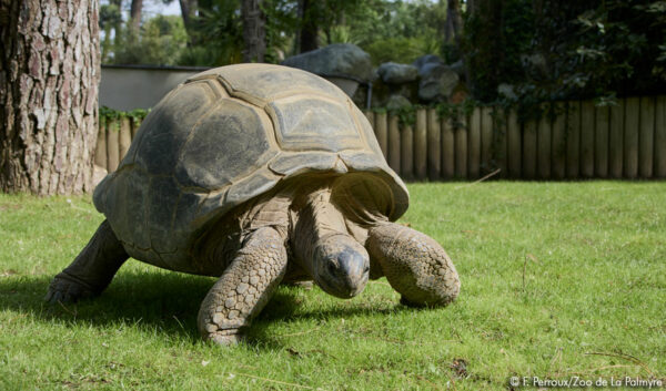 zoo de la palmyre 2024 billetterie apace loisirs