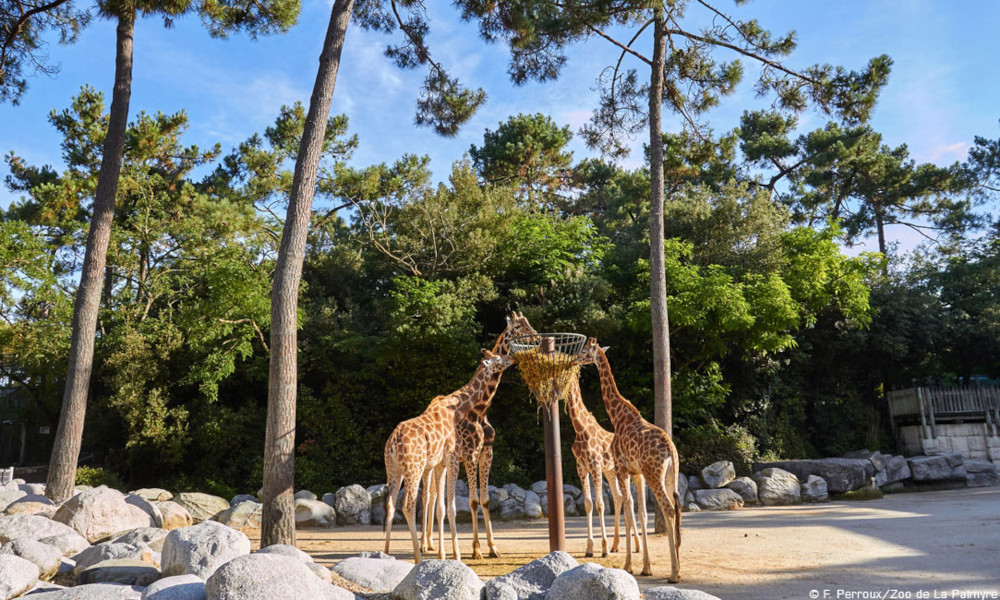 ZOO de LA PALMYRE – 2023
