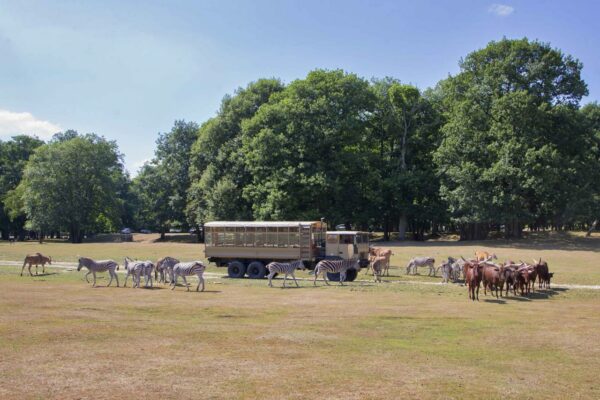 Zoo de thoiry billetterie apace loisirs