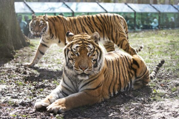 Zoo de thoiry billetterie apace loisirs