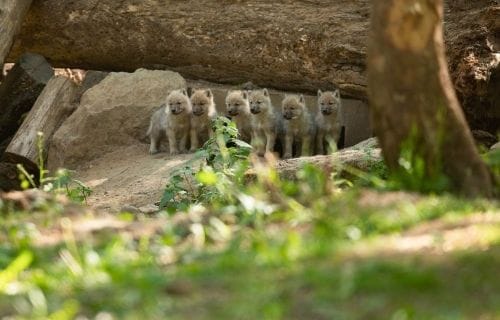 Journée aux GROTTES DE HAN - Samedi 20 juin