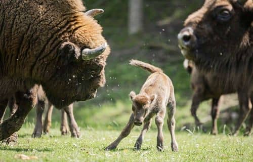 Journée aux GROTTES DE HAN - Samedi 20 juin