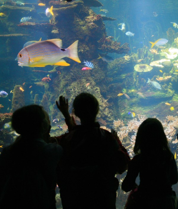 journée à nausicaa boulogne-sur-mer visite de l'aquarium avec Apace Loisirs