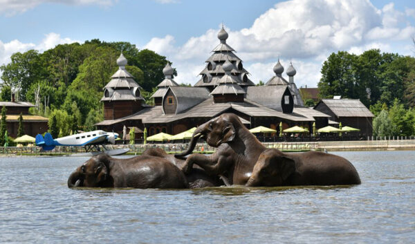 Pairi Daiza billetterie apace Loisirs - elephants