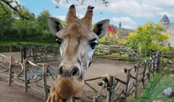 Pairi Daiza billetterie apace Loisirs - girafe